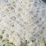 白面青梗松花菜散花2~3斤青梗小米粒乳白，大量供应