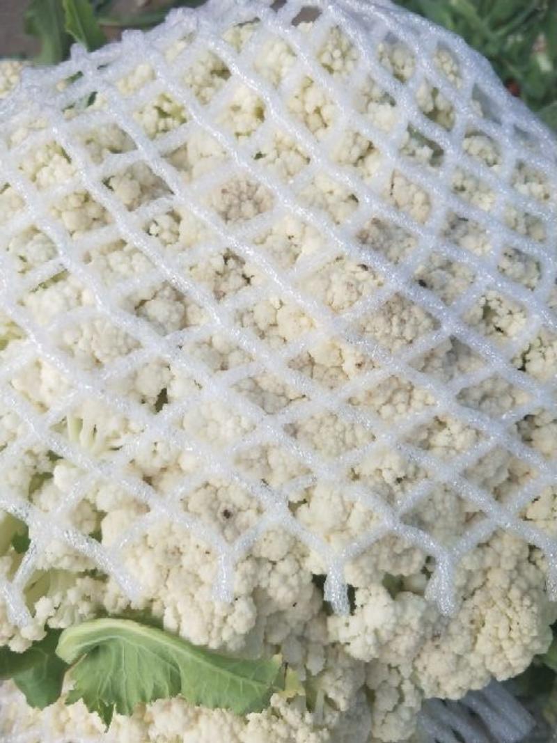 白面青梗松花菜散花2~3斤青梗小米粒乳白，大量供应