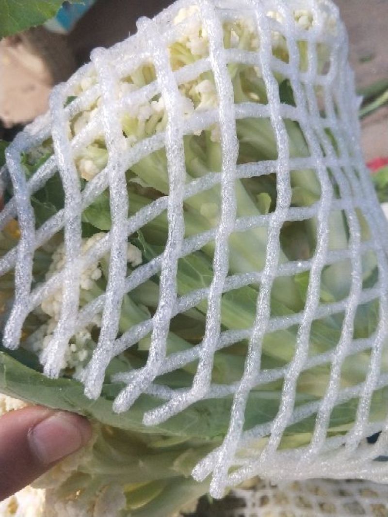 白面青梗松花菜散花2~3斤青梗小米粒乳白，大量供应