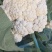 白面青梗松花菜散花2~3斤青梗小米粒乳白，大量供应