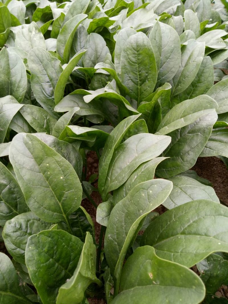 菠菜20~25厘米