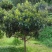 枇杷树苗30~50cm