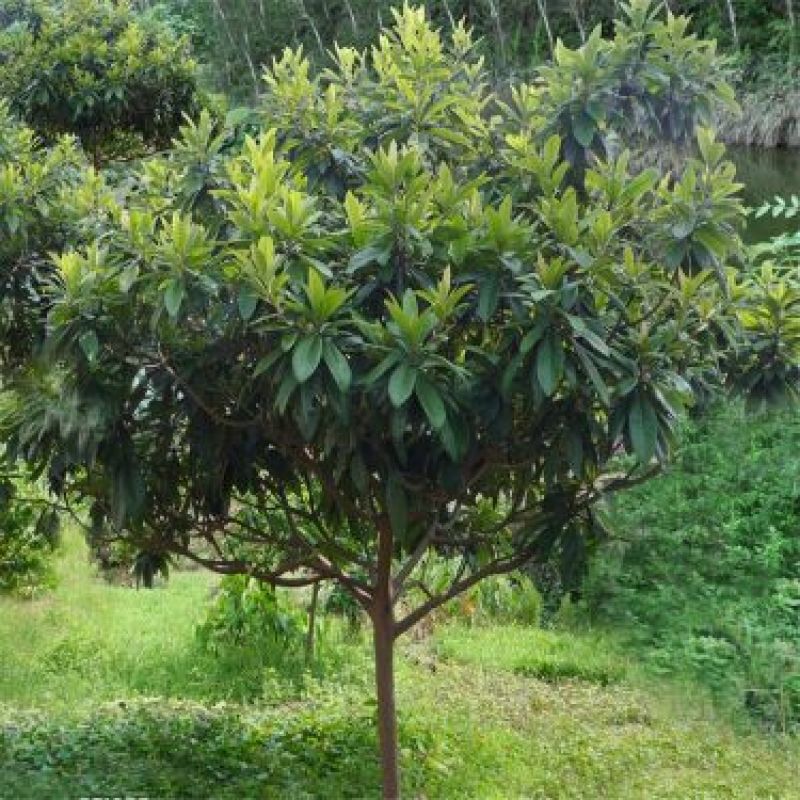 枇杷树苗30~50cm