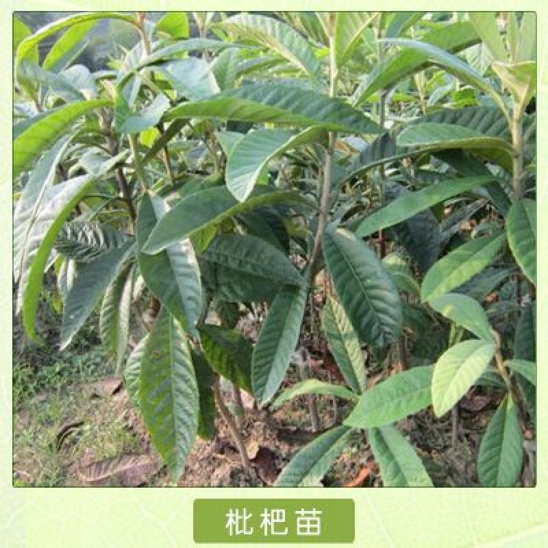 枇杷树苗30~50cm
