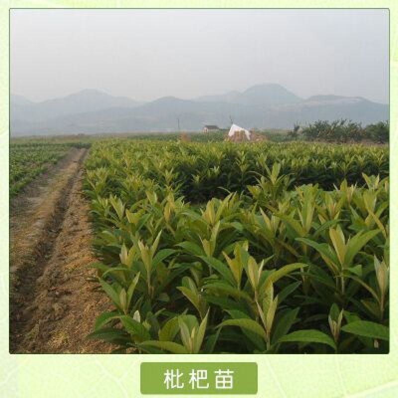枇杷树苗30~50cm