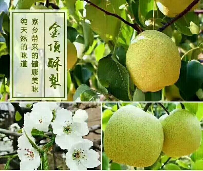 雪花梨纸箱250~300g