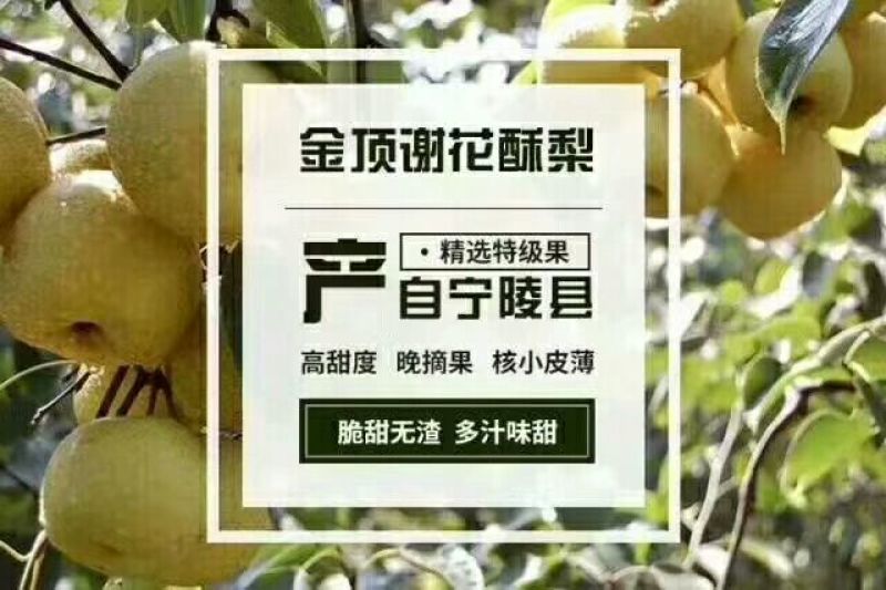 雪花梨光果250~300g