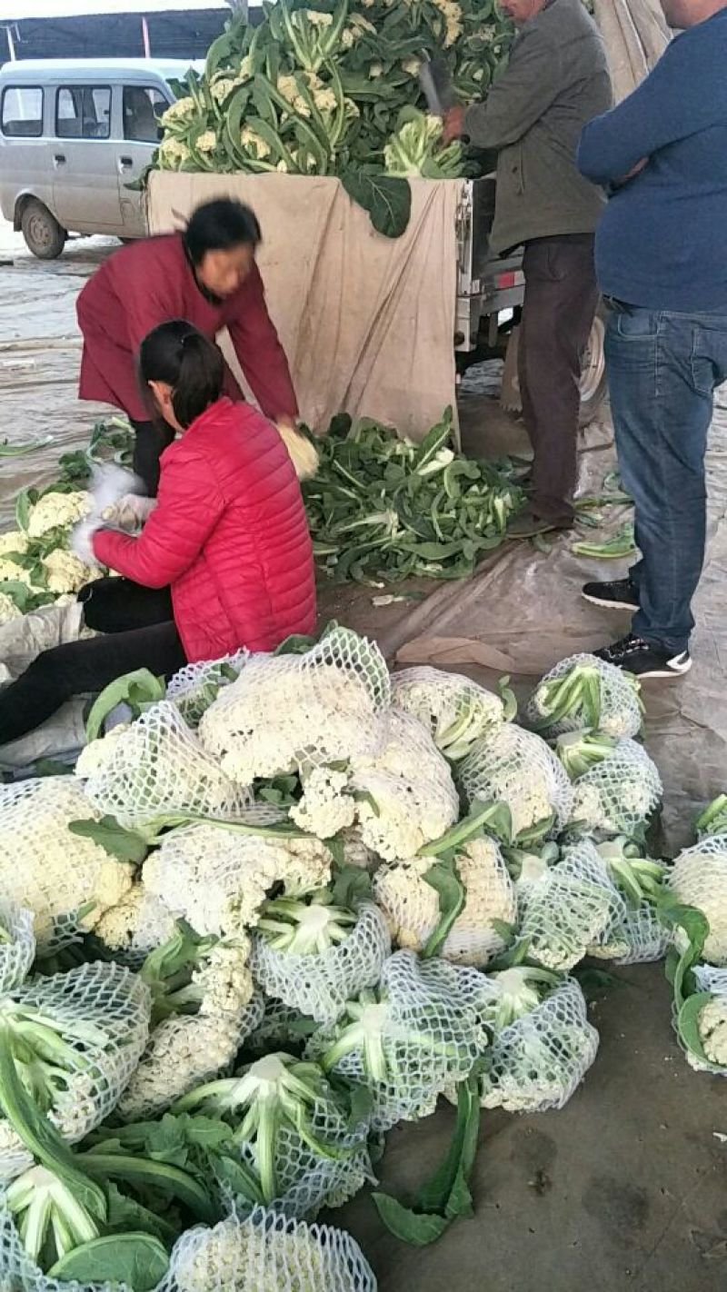 山东聊城万亩蔬菜基地白菜花产地直销需要的联系我