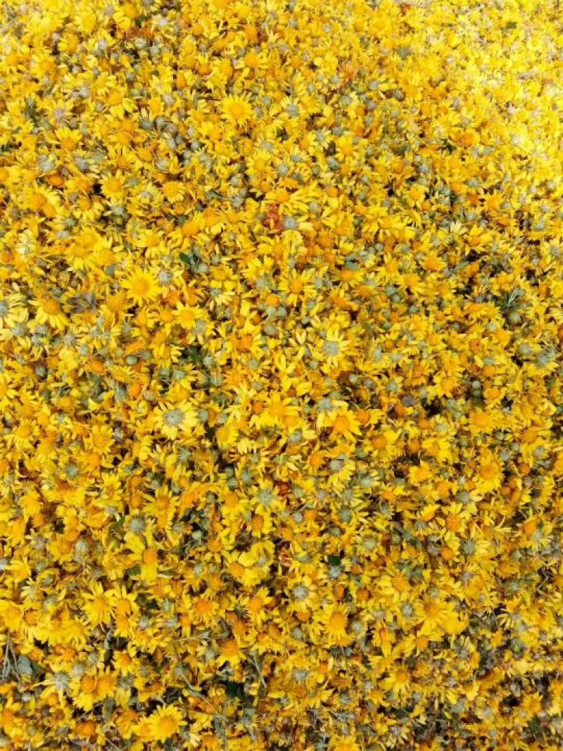野菊花