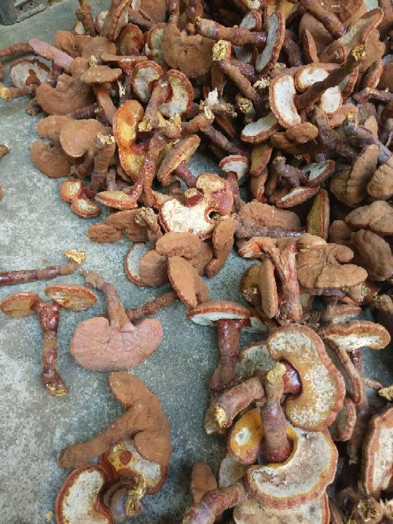 赤灵芝8~12公分