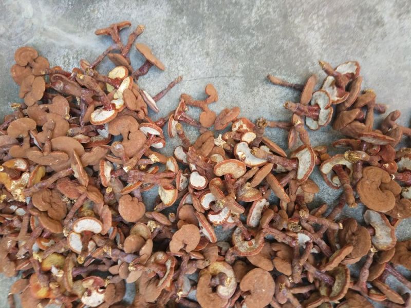 赤灵芝8~12公分