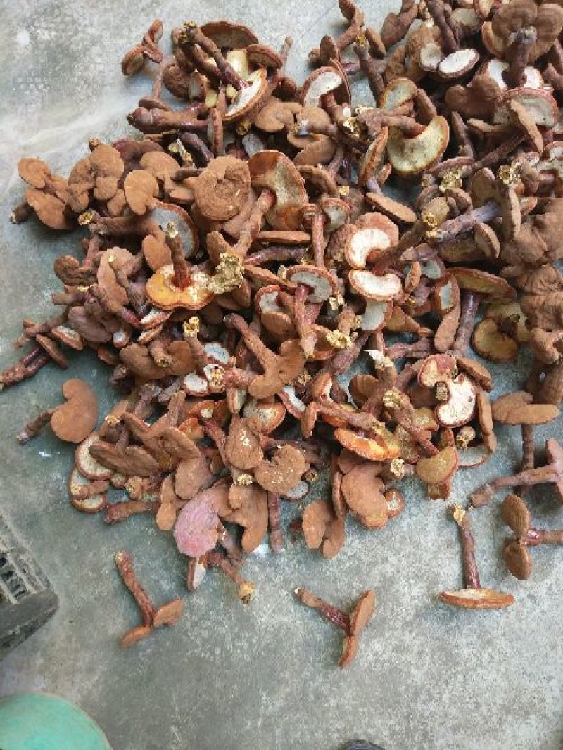 赤灵芝8~12公分