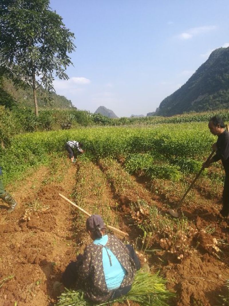广西新鲜嫩姜生姜带土对接批发市场商超等需要联系