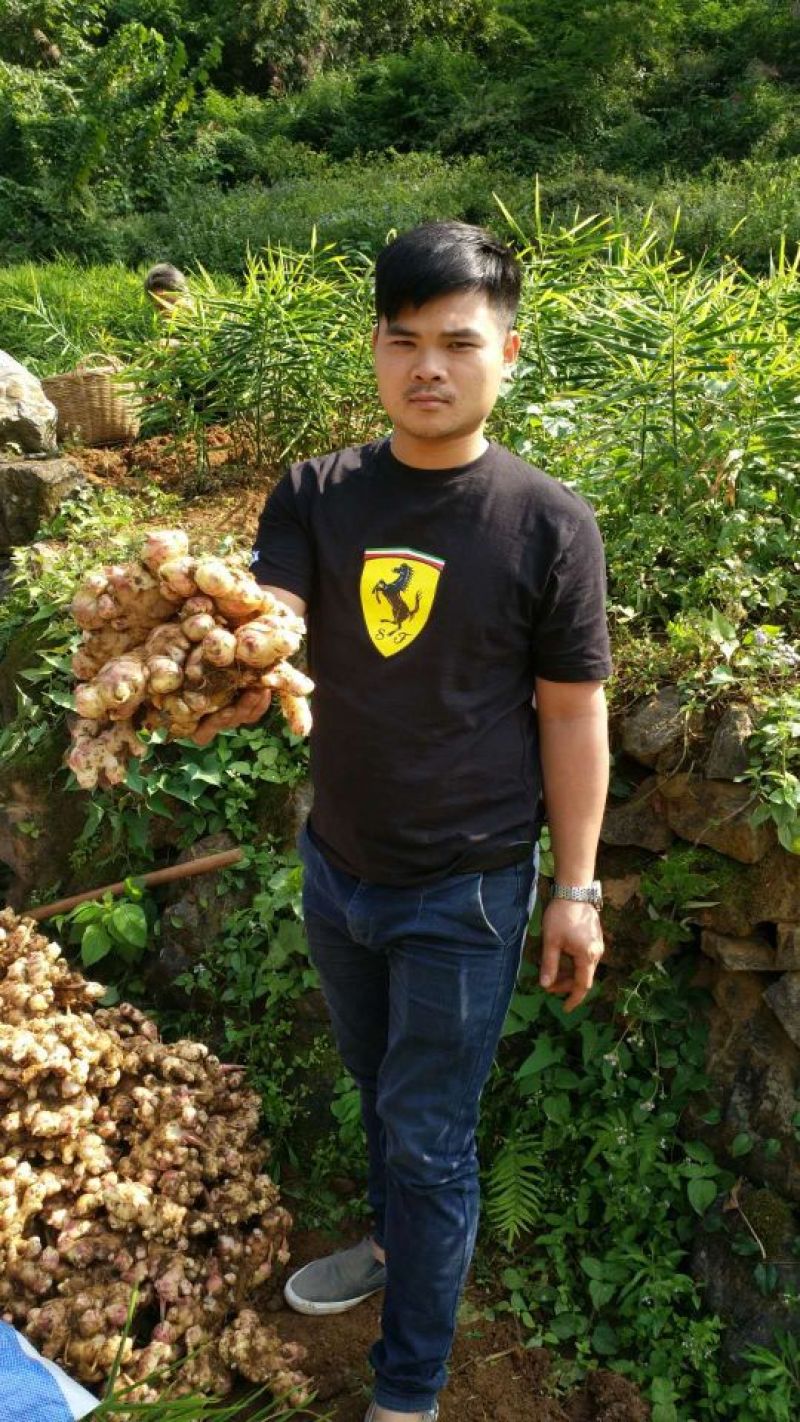 广西新鲜嫩姜生姜带土对接批发市场商超等需要联系