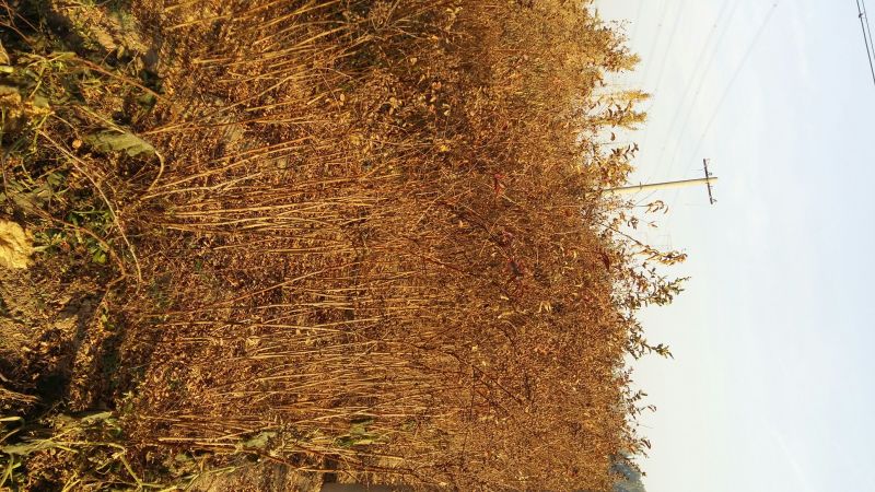 红花紫薇1米以下2cm以下0.5~1米