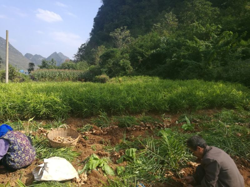 广西新鲜嫩姜生姜带土对接批发市场商超等需要联系