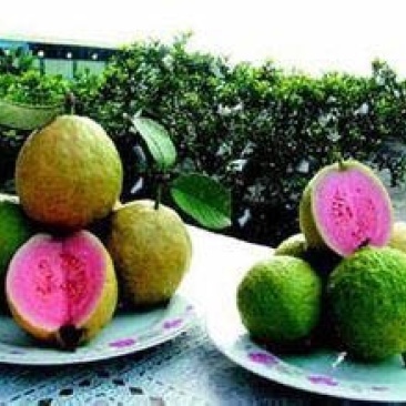 红宝石芭乐苗