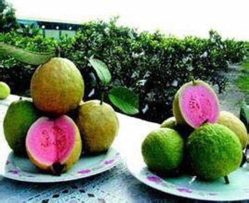 红宝石芭乐苗