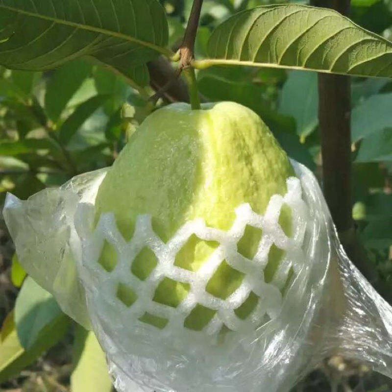红宝石芭乐苗
