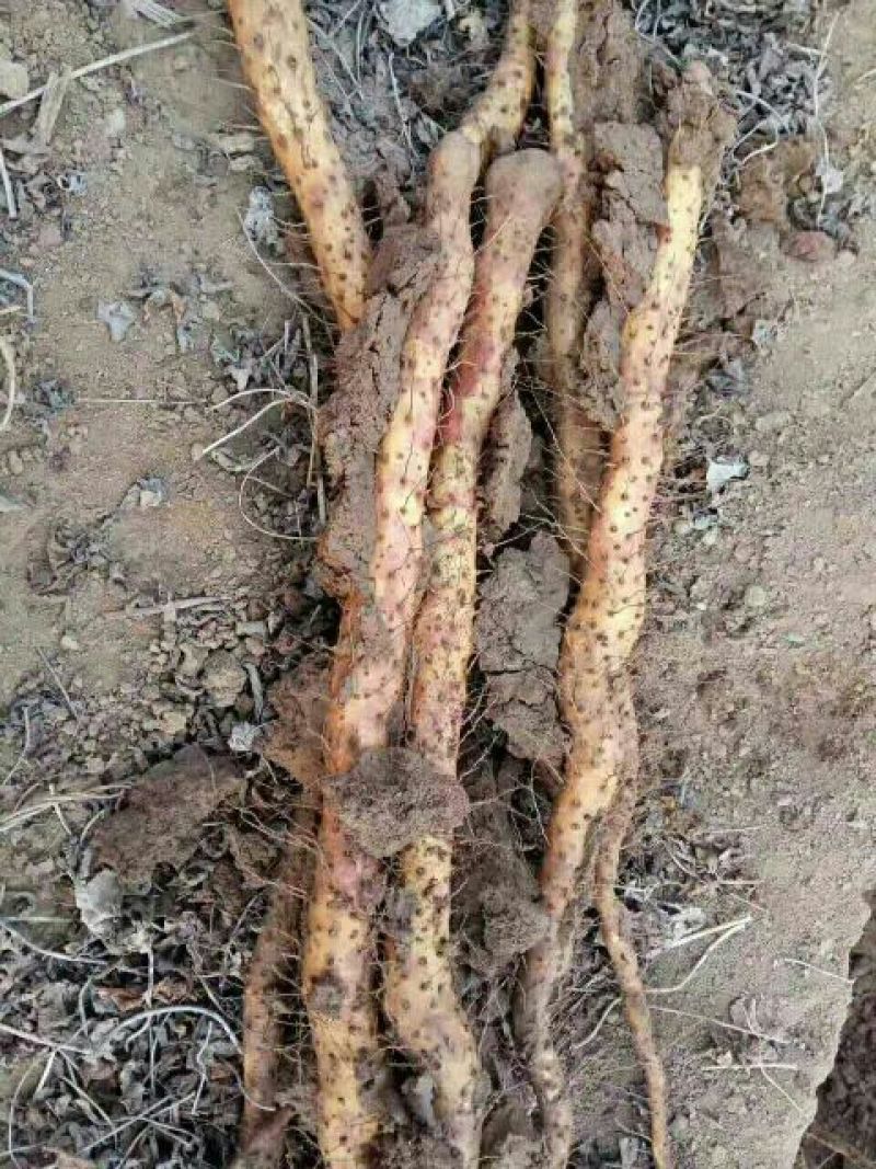铁棍山药2~3厘米50~70厘米特级通货