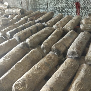 香菇菌棒18*60公分