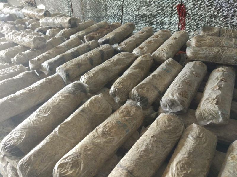 香菇菌棒18*60公分