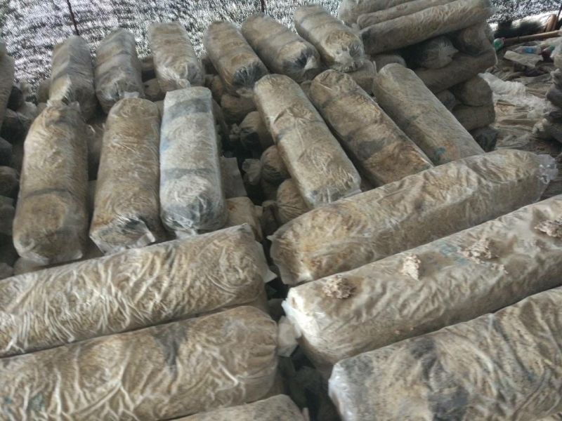 香菇菌棒18*60公分