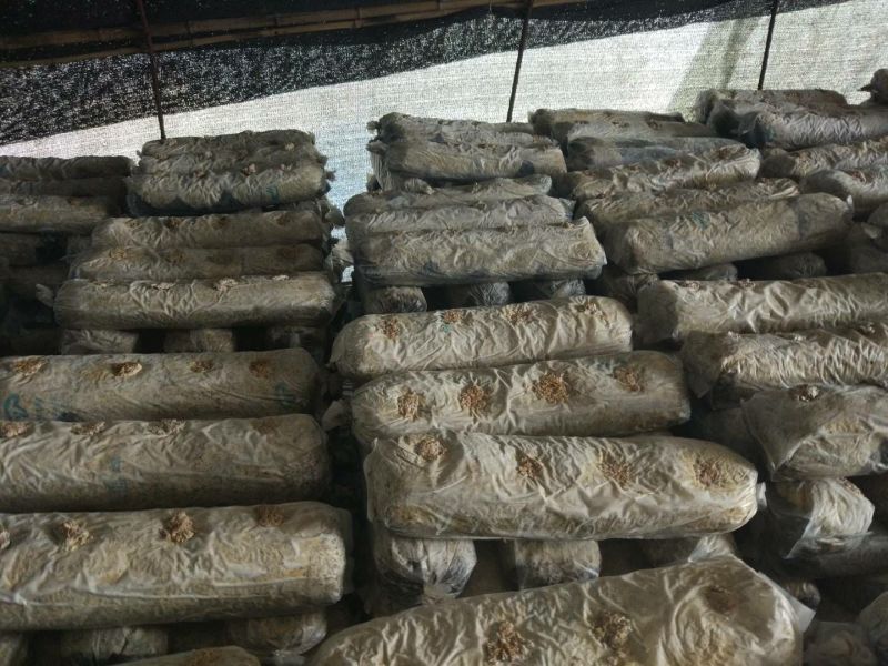 香菇菌棒18*60公分