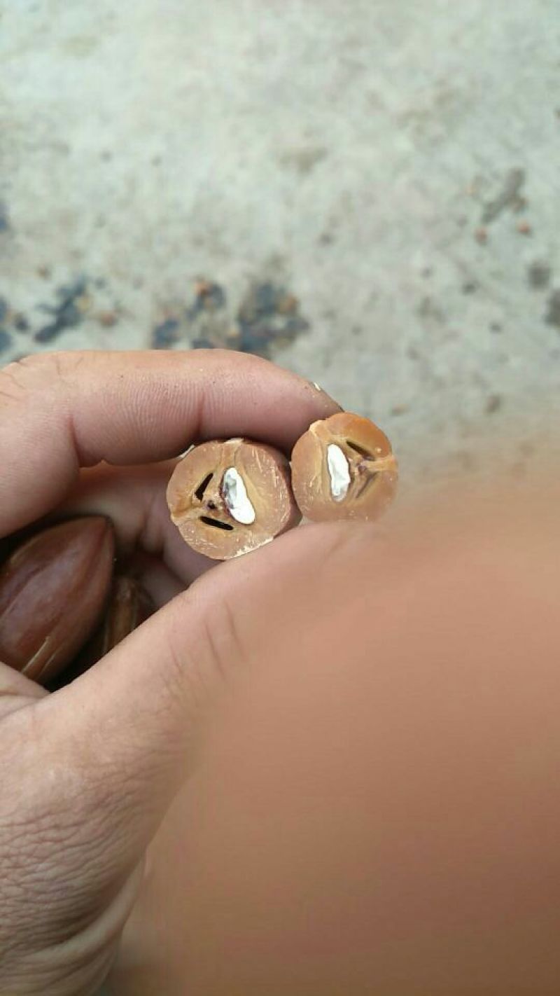 黑榄子10g以上