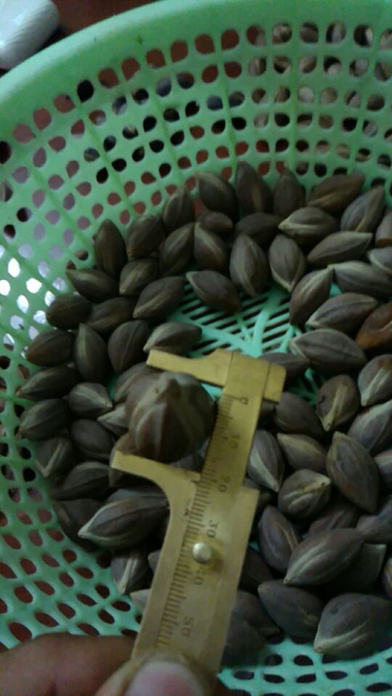 黑榄子10g以上