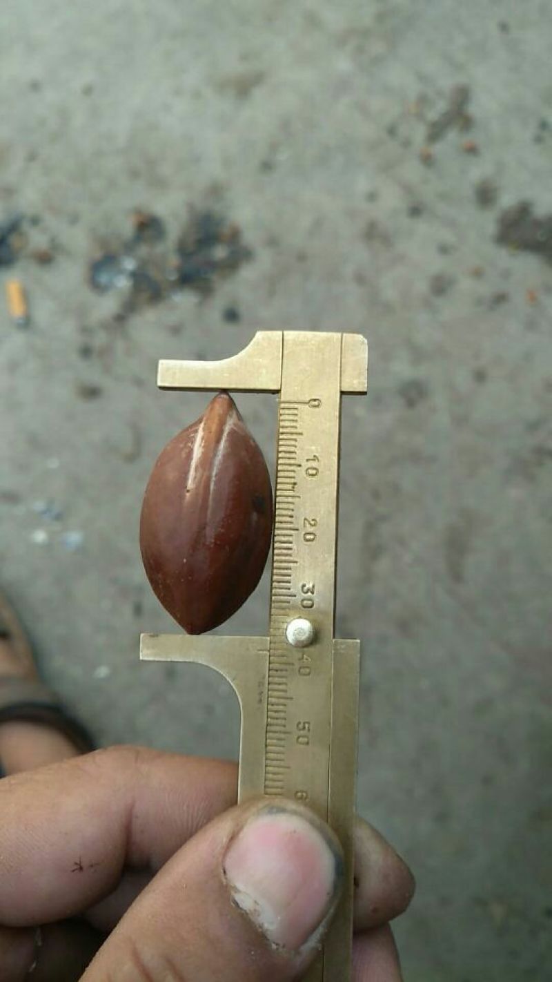 黑榄子10g以上