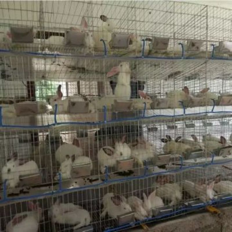 笼具兔笼加粗子母铁丝裸笼