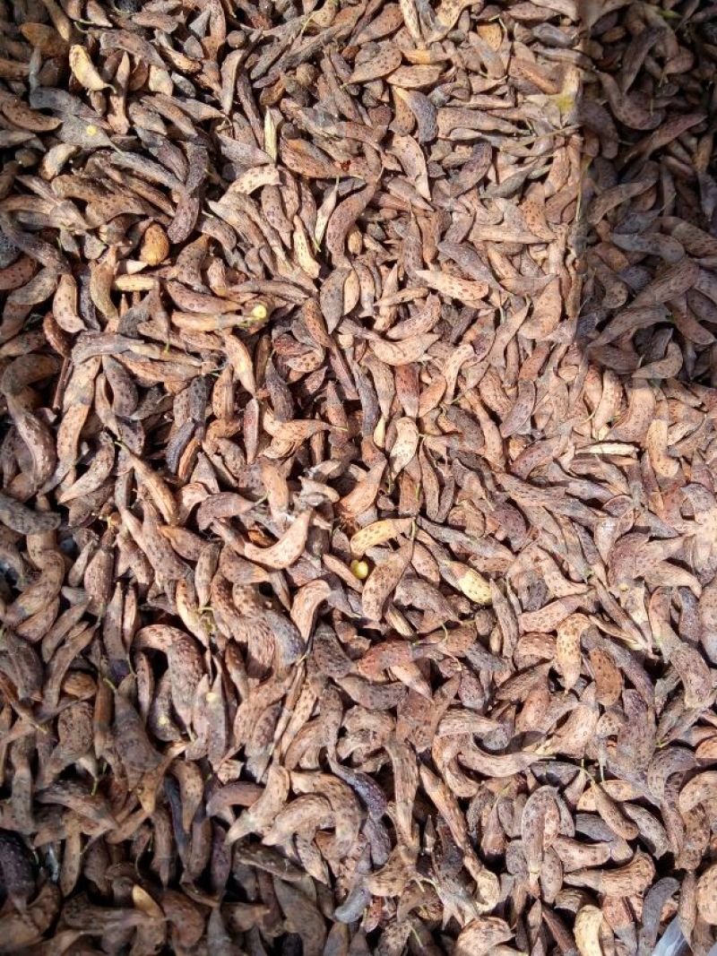 紫丁香种子95%以上