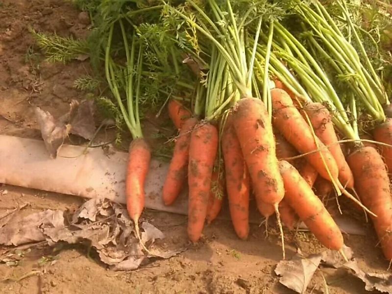 胡萝卜2两以上水洗10厘米以上橙