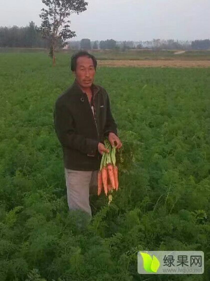 胡萝卜2两以上水洗10厘米以上橙