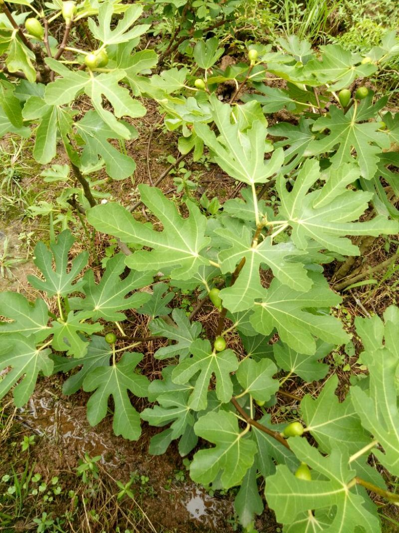 无花果树50~80cm