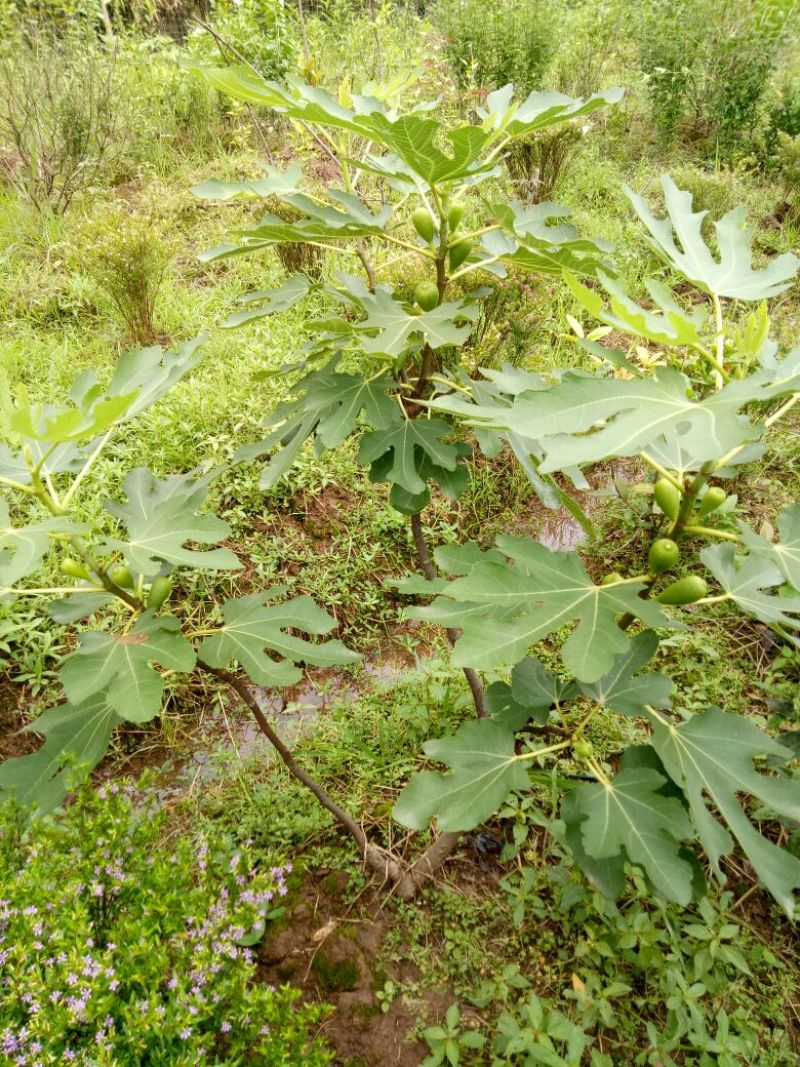 无花果树50~80cm