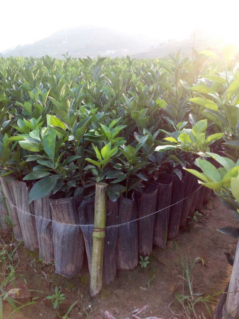 纽荷尔脐橙苗30~50cm