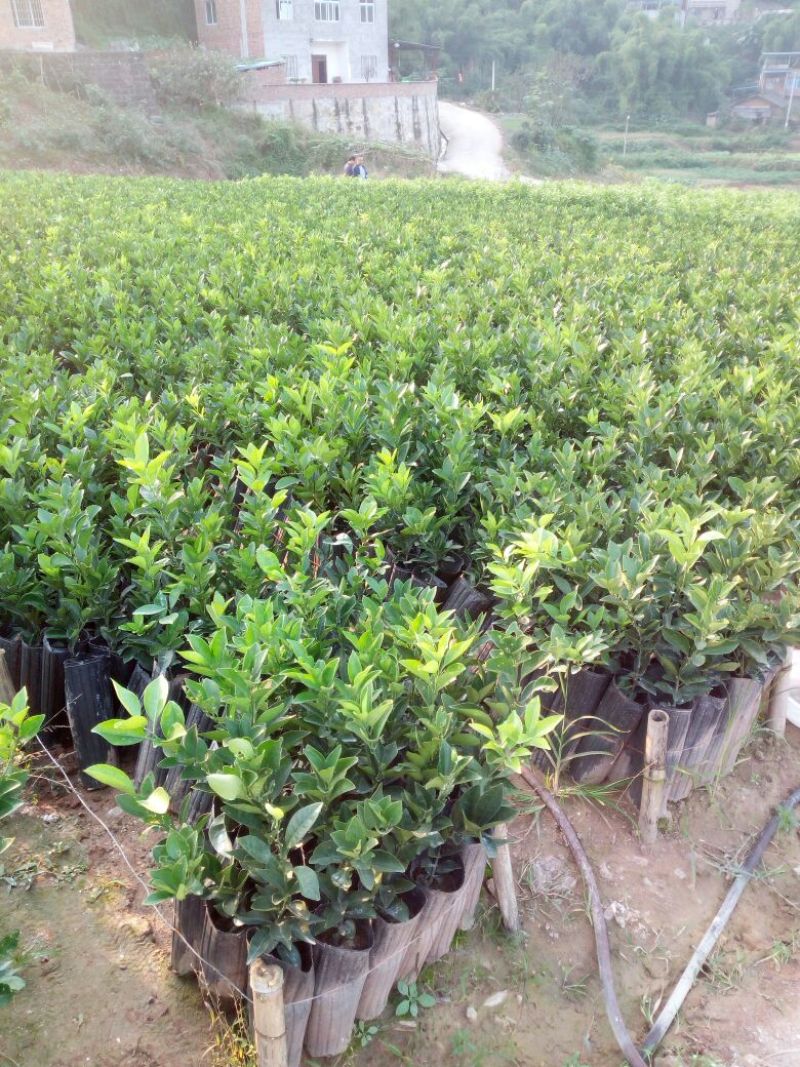 纽荷尔脐橙苗30~50cm