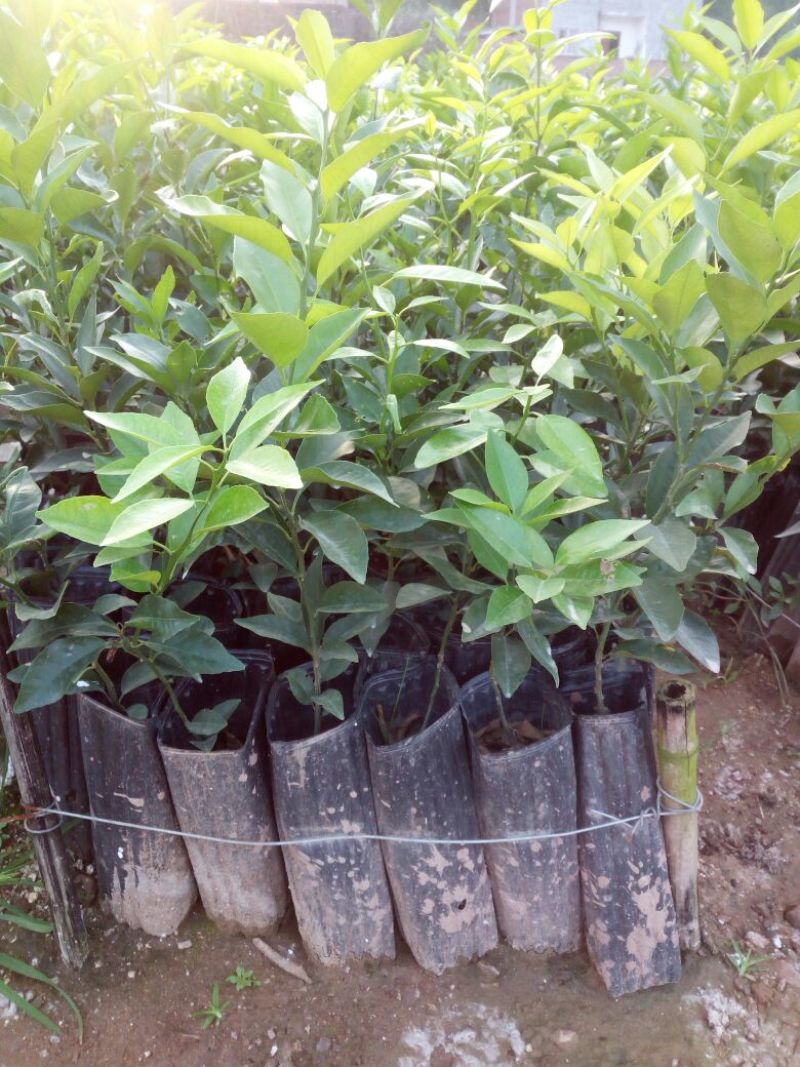 沃柑苗30~50cm