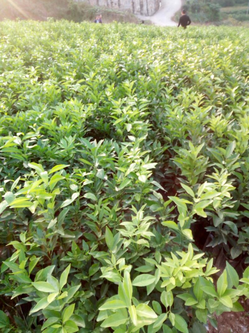 沃柑苗30~50cm
