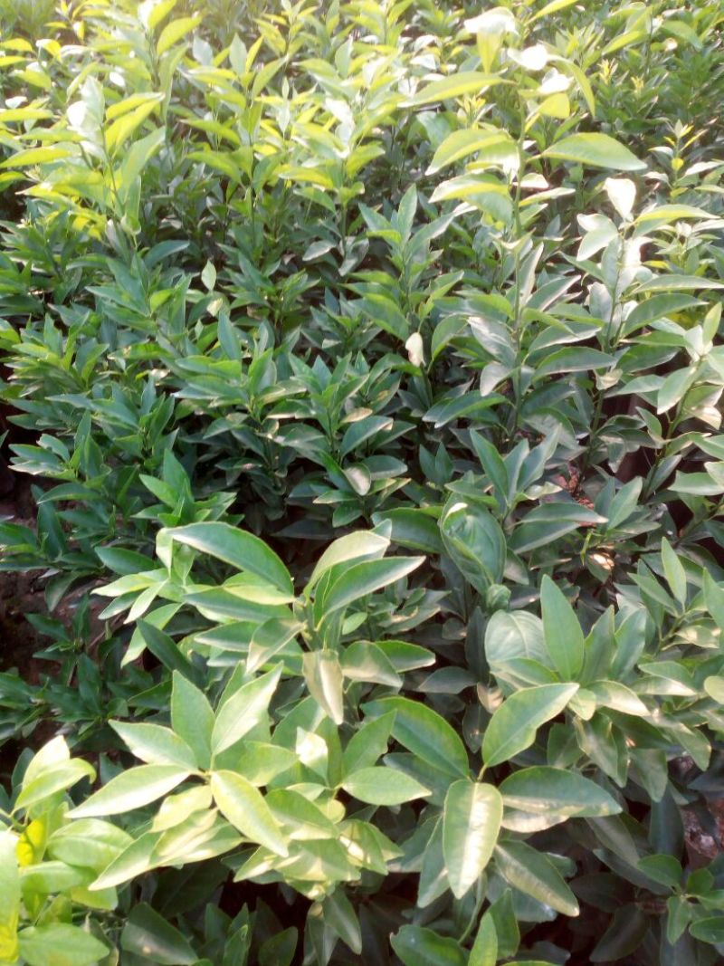 沃柑苗30~50cm