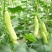 白黄瓜18~22公分干花带刺