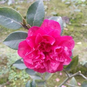 预售茶梅苗（复瓣）高度20厘米左右种植户直销