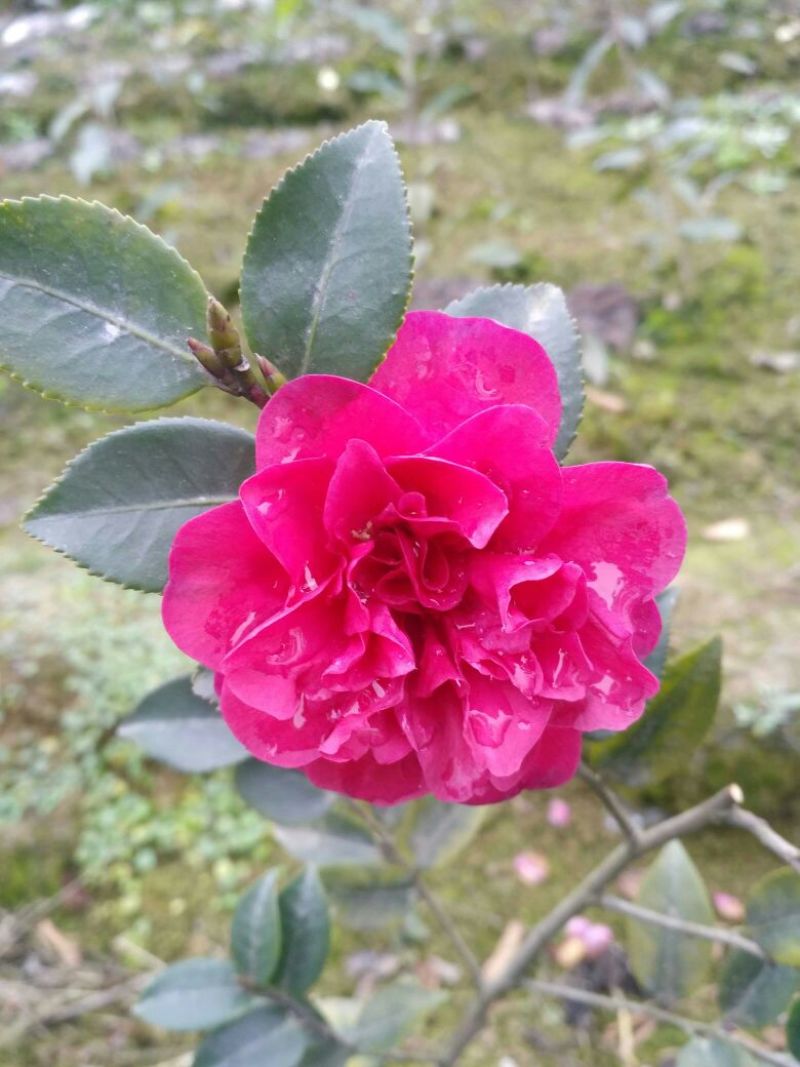 预售茶梅苗（复瓣）高度20厘米左右种植户直销