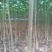 泡桐河南货源5年成材速生泡桐树生长速度快