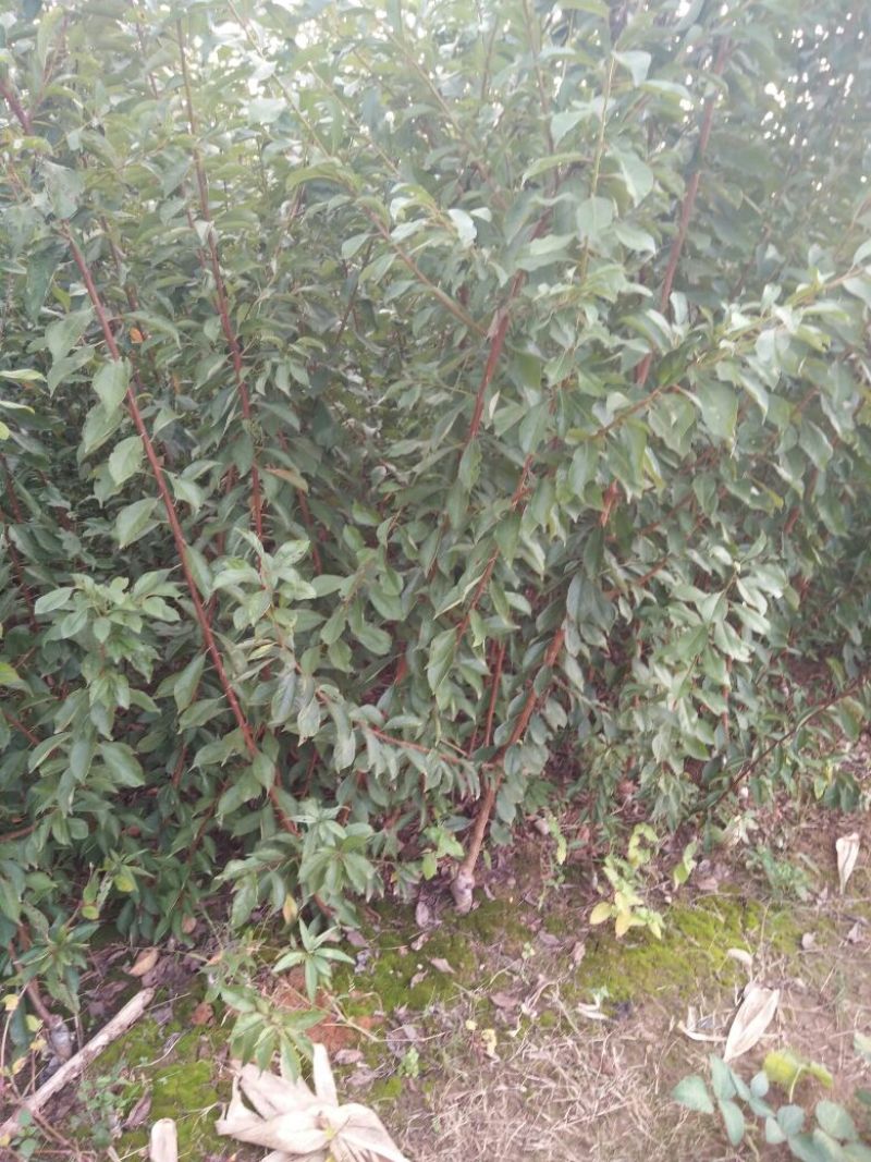 蜂糖李子苗、蜂糖李树苗、蜂糖李子树苗、李子苗
