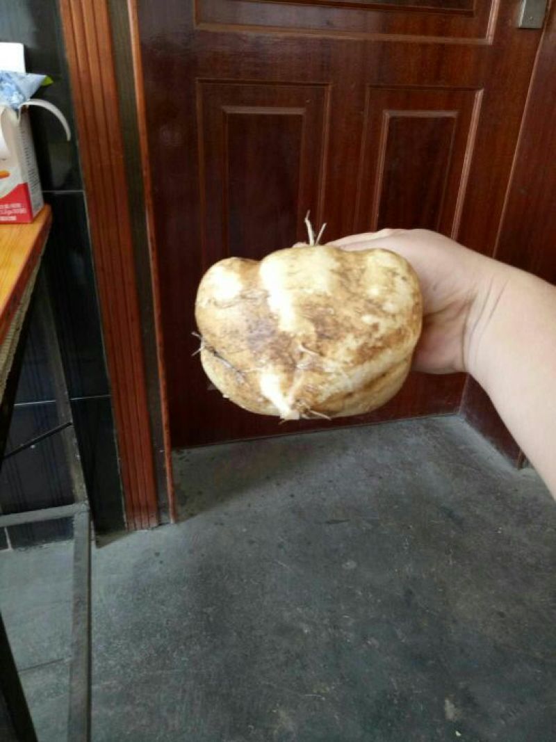 凉薯500~1000g