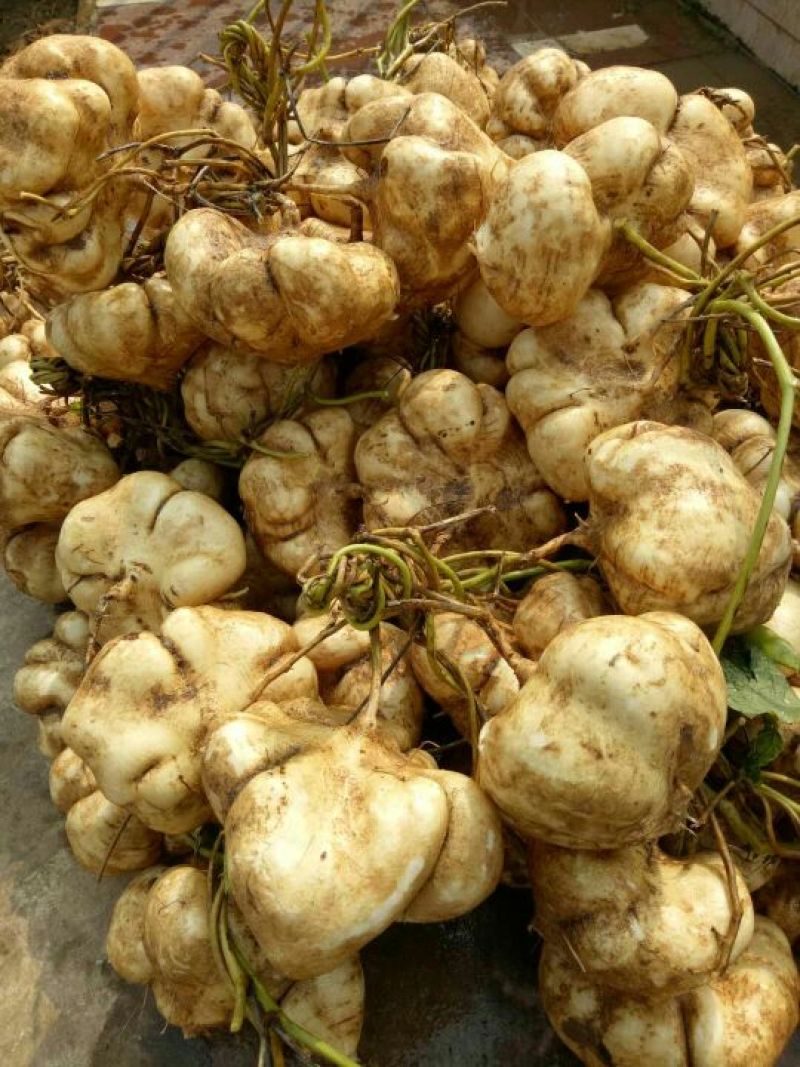 凉薯500~1000g