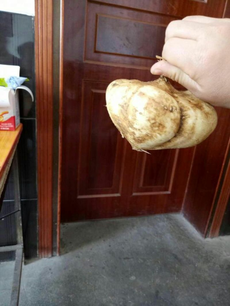 凉薯500~1000g